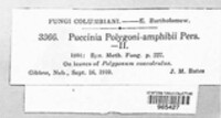 Puccinia polygoni-amphibii image